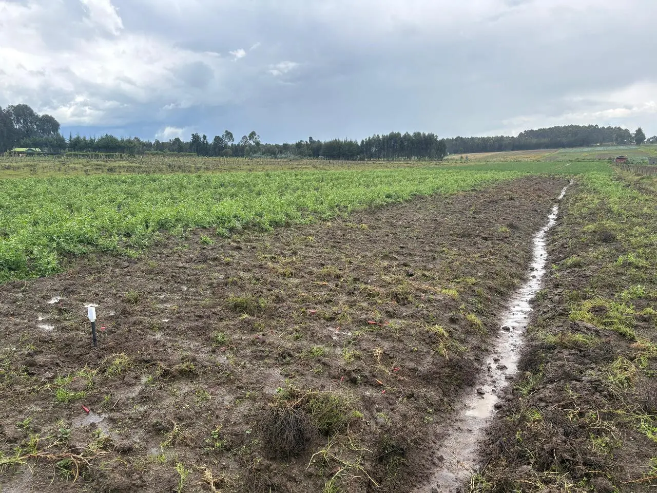 NuaSense sensor deployed in agricultural soil