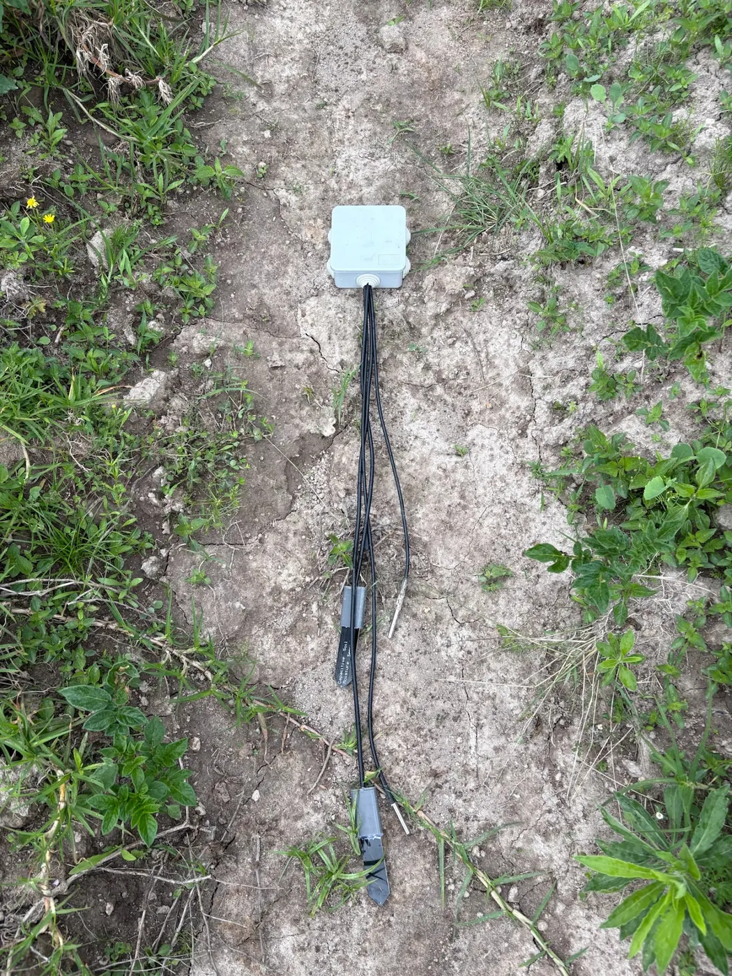 A soil sensor and its probes on crusted grey soil