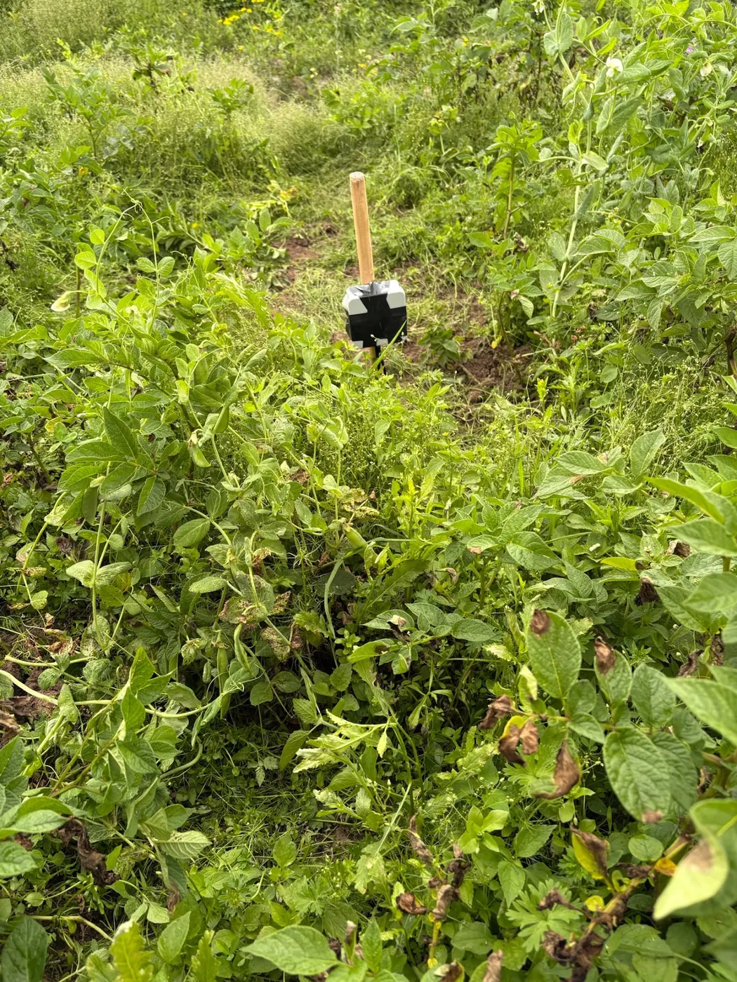 Small black and white soil probe on a stake in a bare gap between rows of dense green crop leaves.
