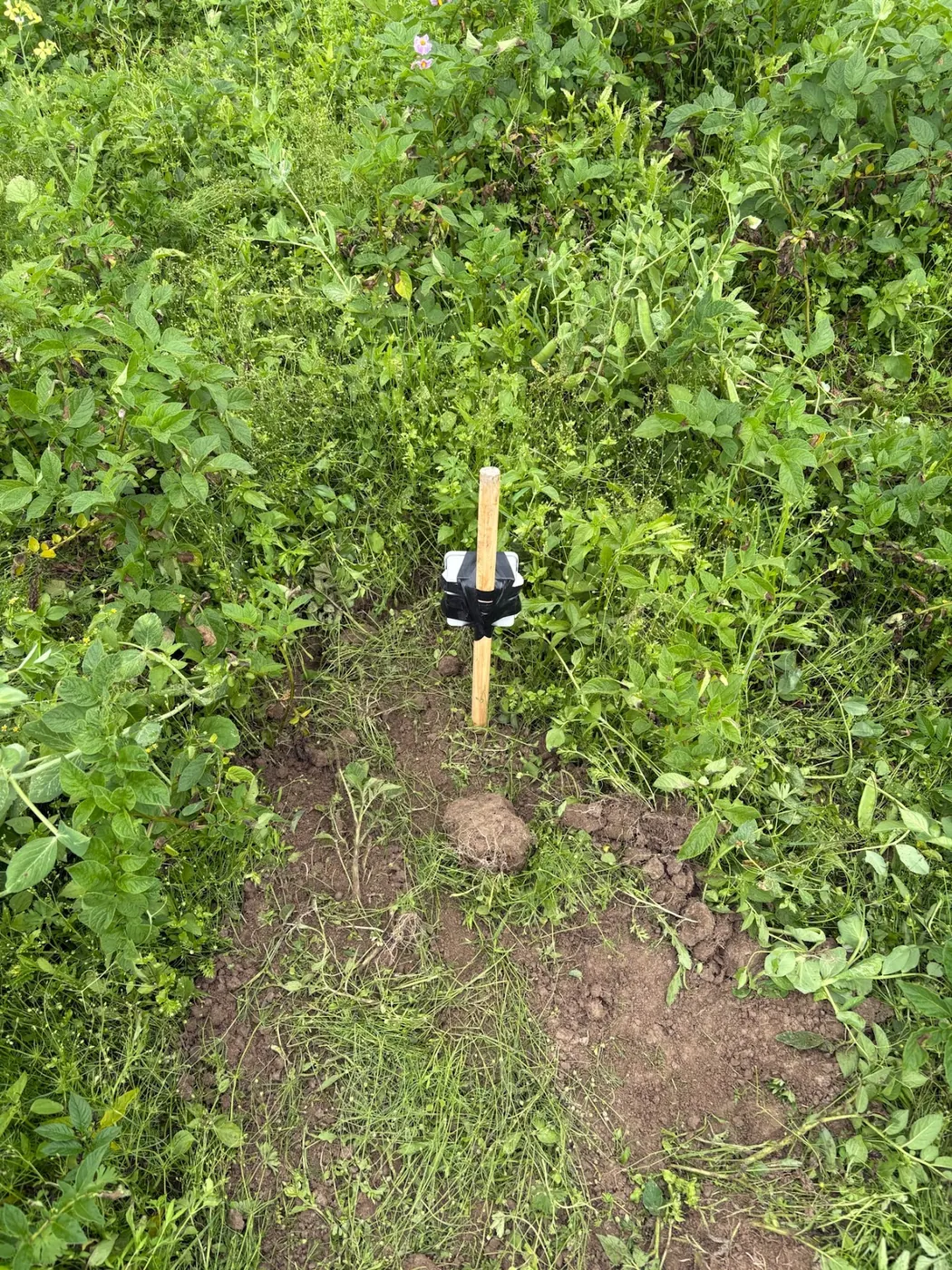 A soil probe set in bare ground between potato rows