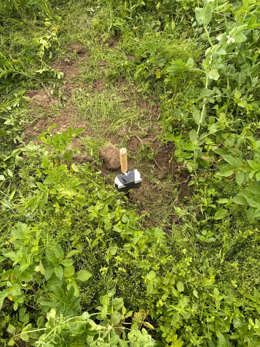 Small black soil probe with a wooden top standing in bare brown soil, surrounded by dense low green leafy plants.