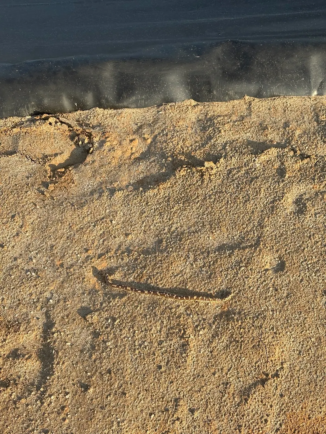 Small pale snake lying on coarse damp sand a short distance from the edge of dark shallow water.