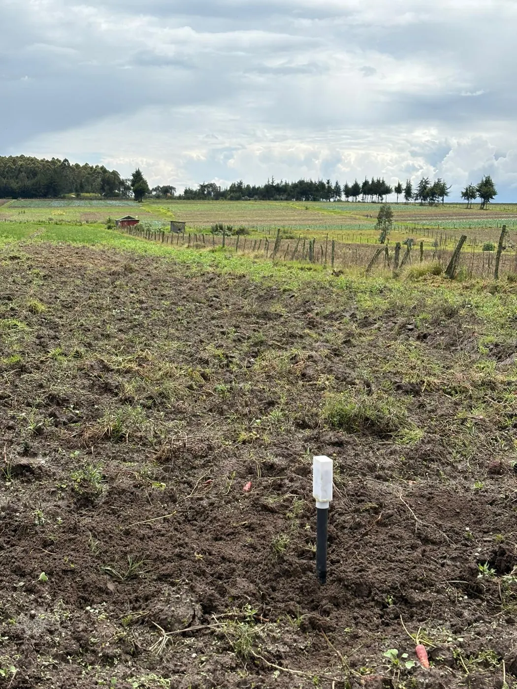 White-topped soil probe standing in rough tilled brown soil, with carrots left on the surface and fields and trees beyond.