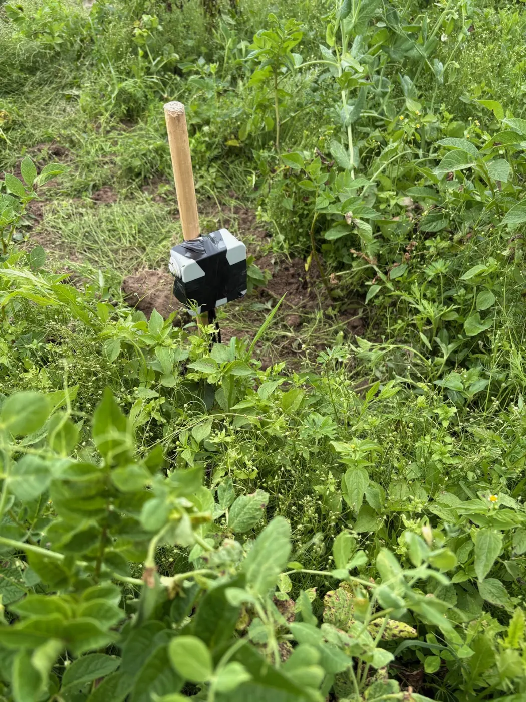 Small black and white soil probe on a wooden stake, surrounded by leafy green plants and damp brown soil.